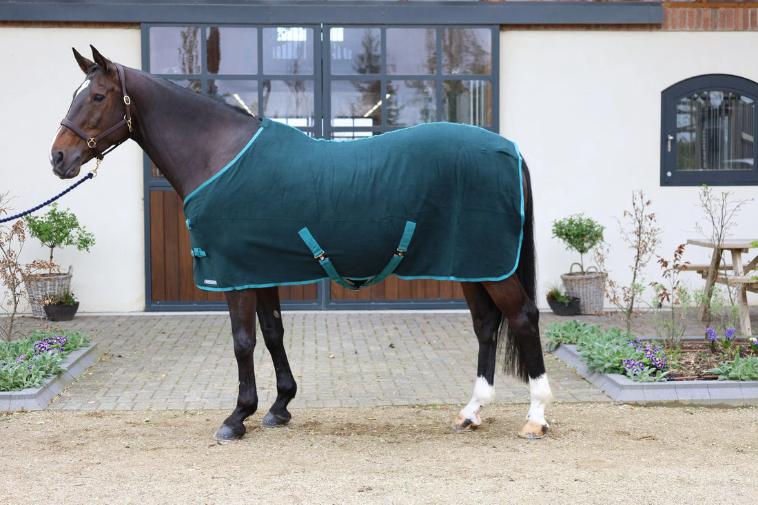 Image of a brown horse in front of a stable with a teal rug over it