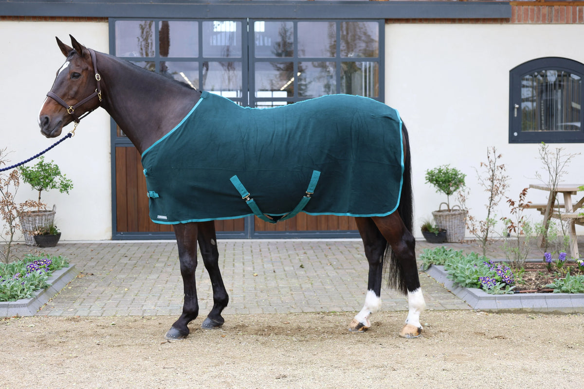 Image of a brown horse in front of a stable with a teal rug over it