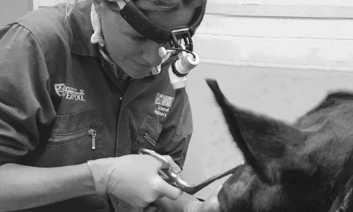 Understanding Tapeworms in Horses: What Every Owner Needs to Know
