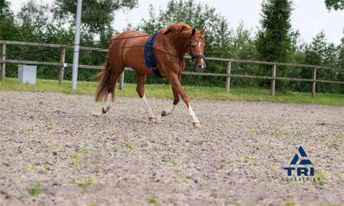 Benefits of the QHP  Lunging rein double;  An effective tool for horse training