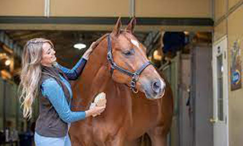 Winter Grooming - A Necessary  Evil