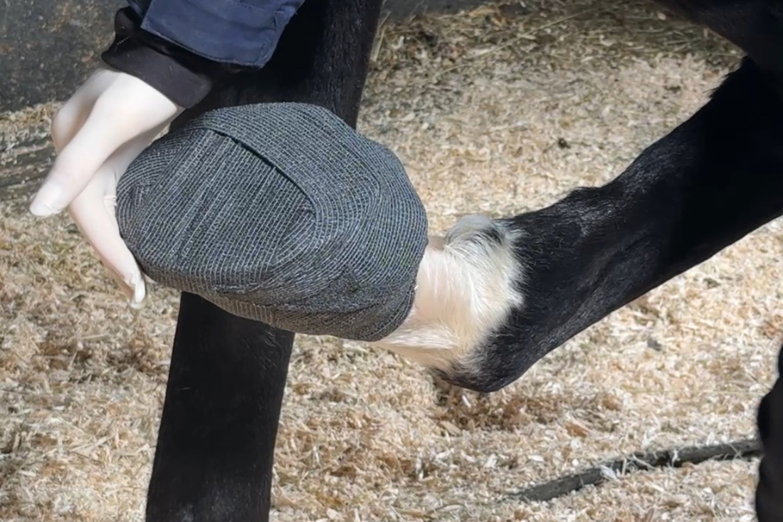 Rosie Alcorn working on horse 