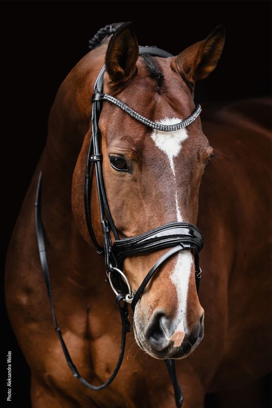 Schockemohle Bridle SP Isabell Werth Satchmo Black/Patent/Silver Full