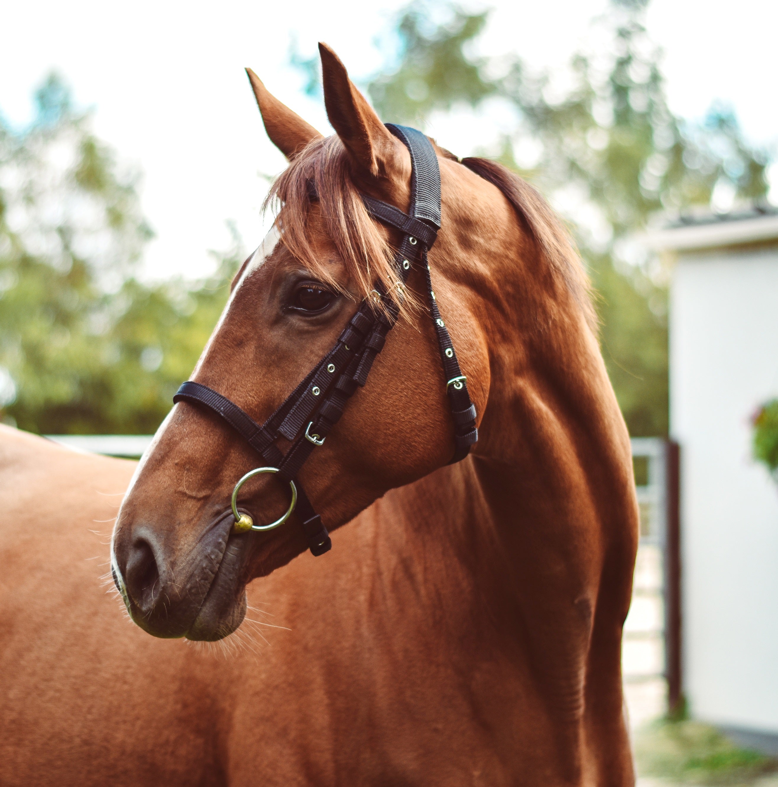Equisential Nylon Bridle Black