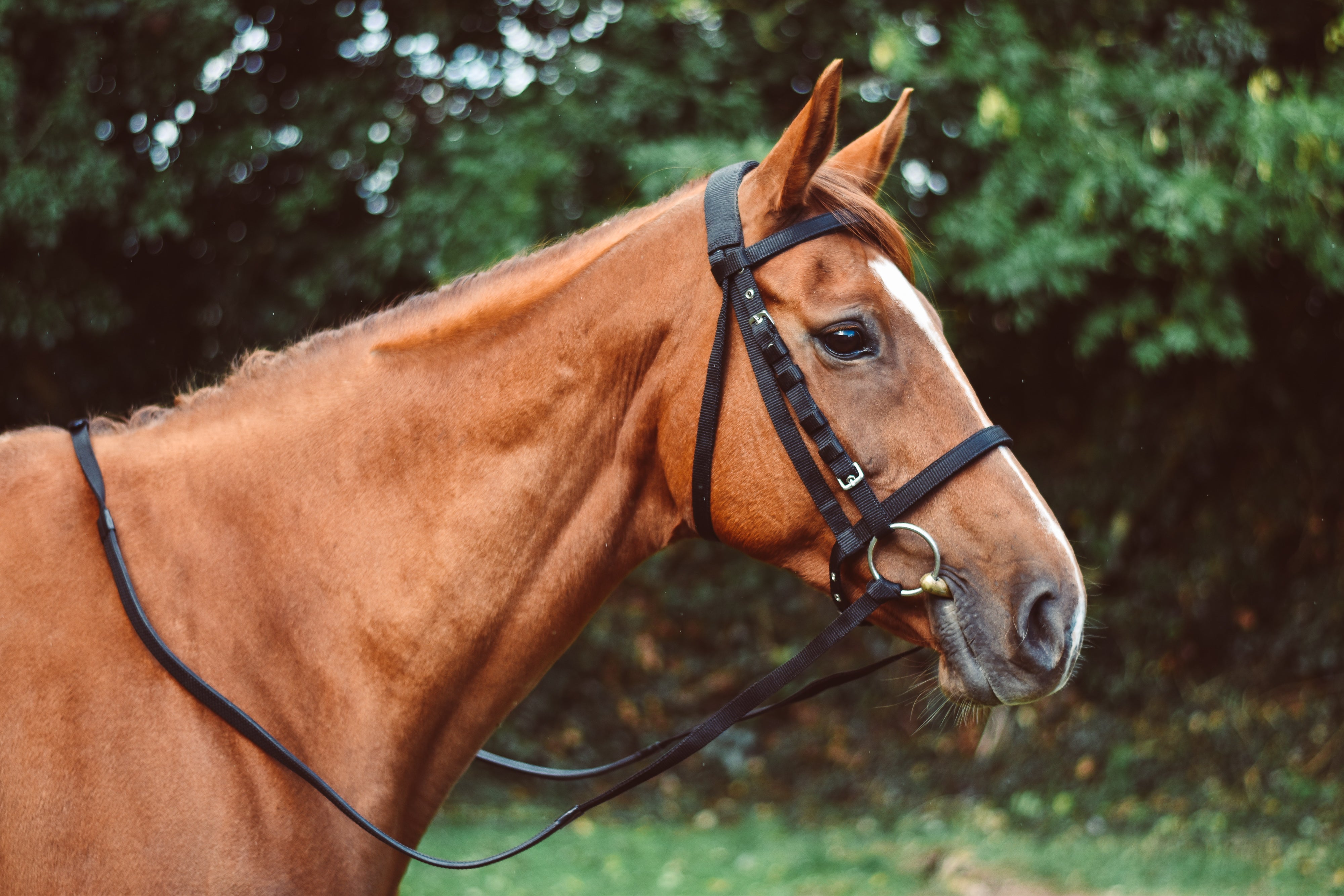 Equisential Nylon Reins Black