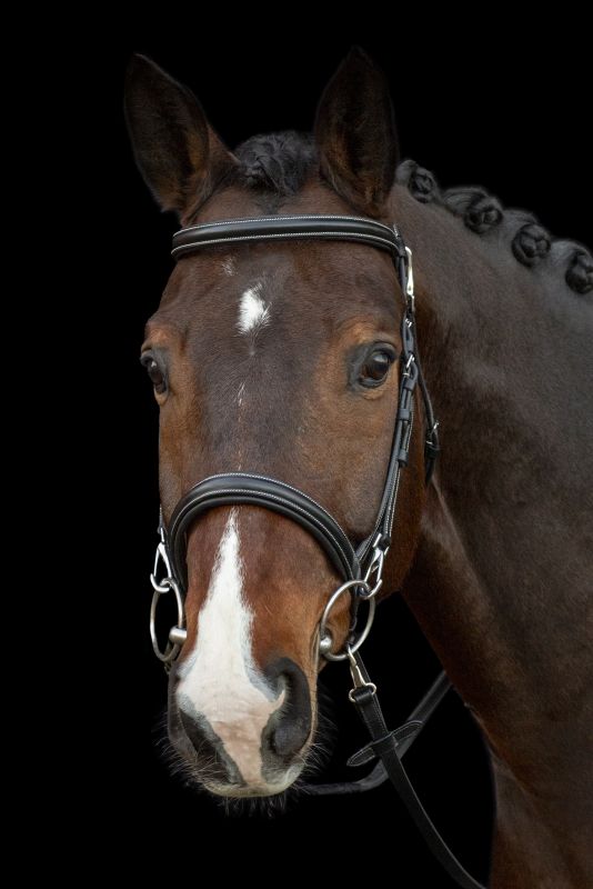 Schockemöhle SP Dortmund Training Bridle