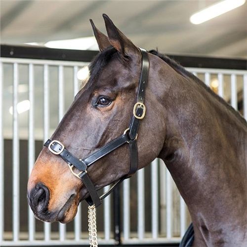 Turfmasters Leather Headcollar