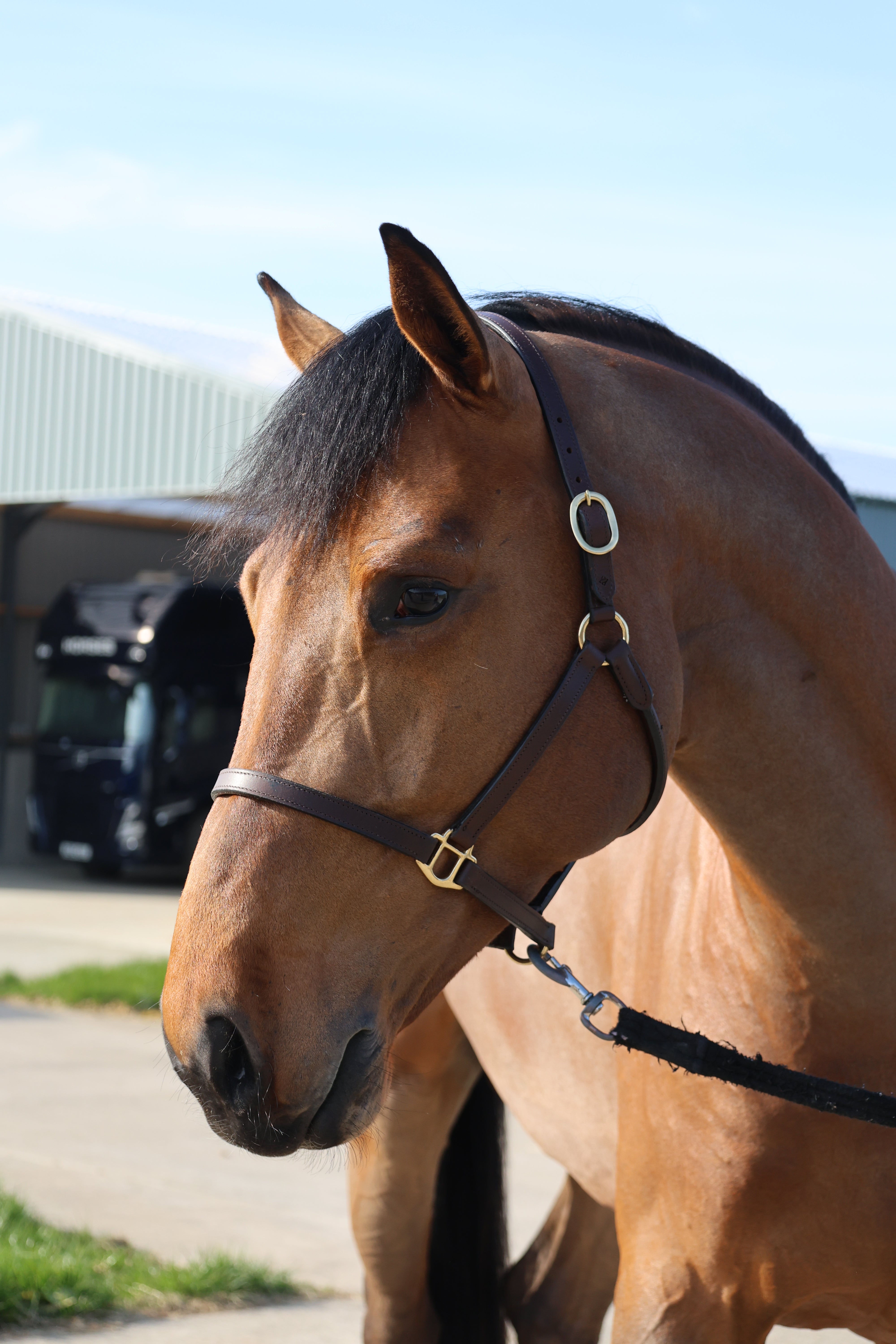 Tesoro Elite Leather Stitched Halter