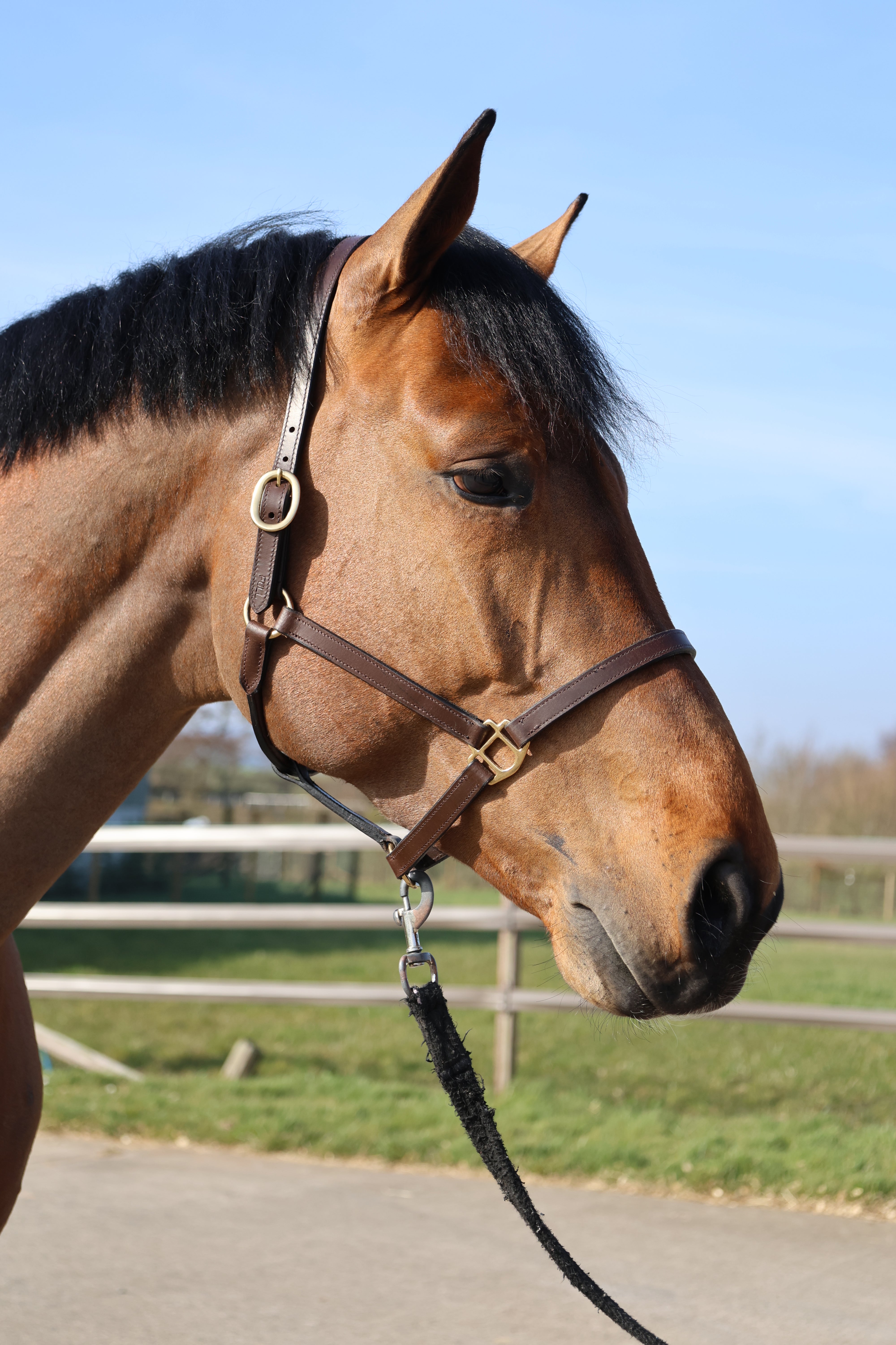 Tesoro Elite Leather Stitched Halter