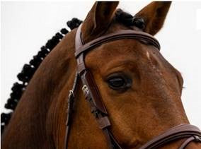 Trust Blinkers