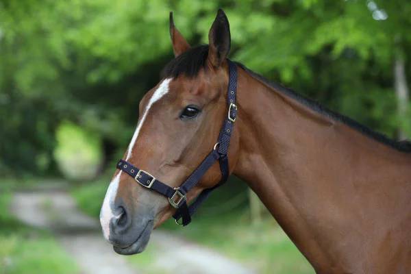 CE Nylon Headcollar