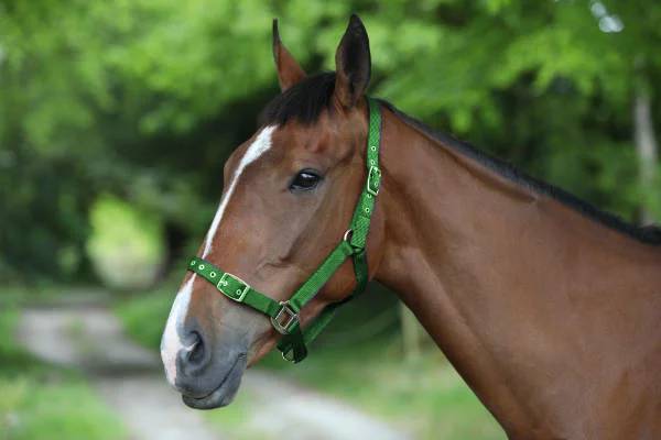 Celtic Equine Nylon Headcollar