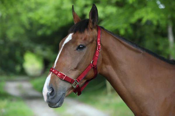 Celtic Equine Nylon Headcollar