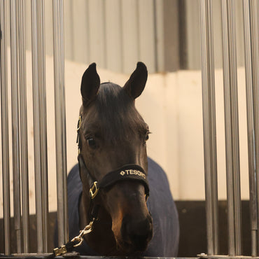 Tesoro Fleece/Nylon Headcollar Black/Gold