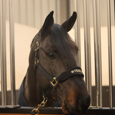 Tesoro Fleece/Nylon Headcollar Black/Gold