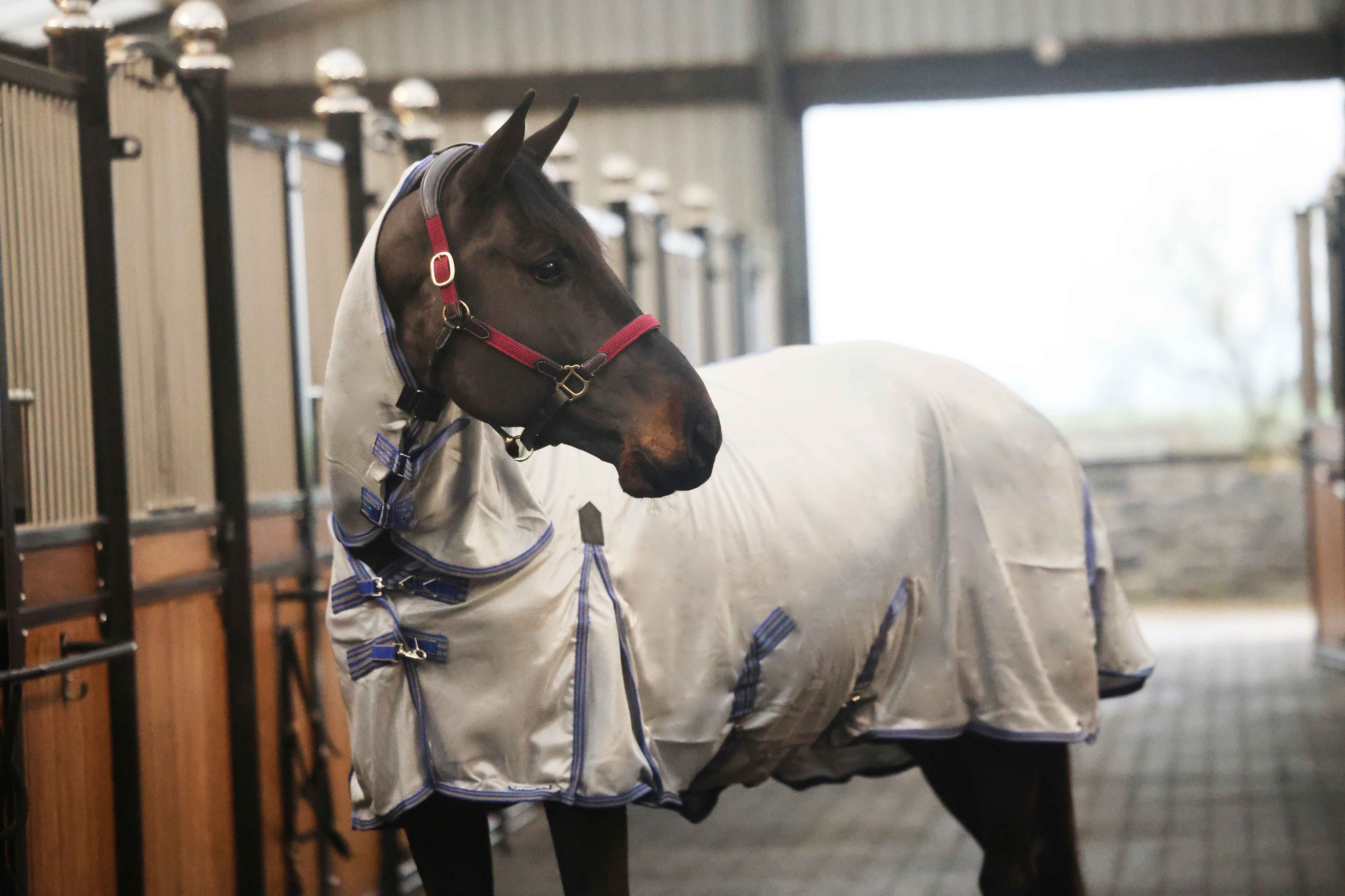 Turfmasters Full Neck Fly Rug