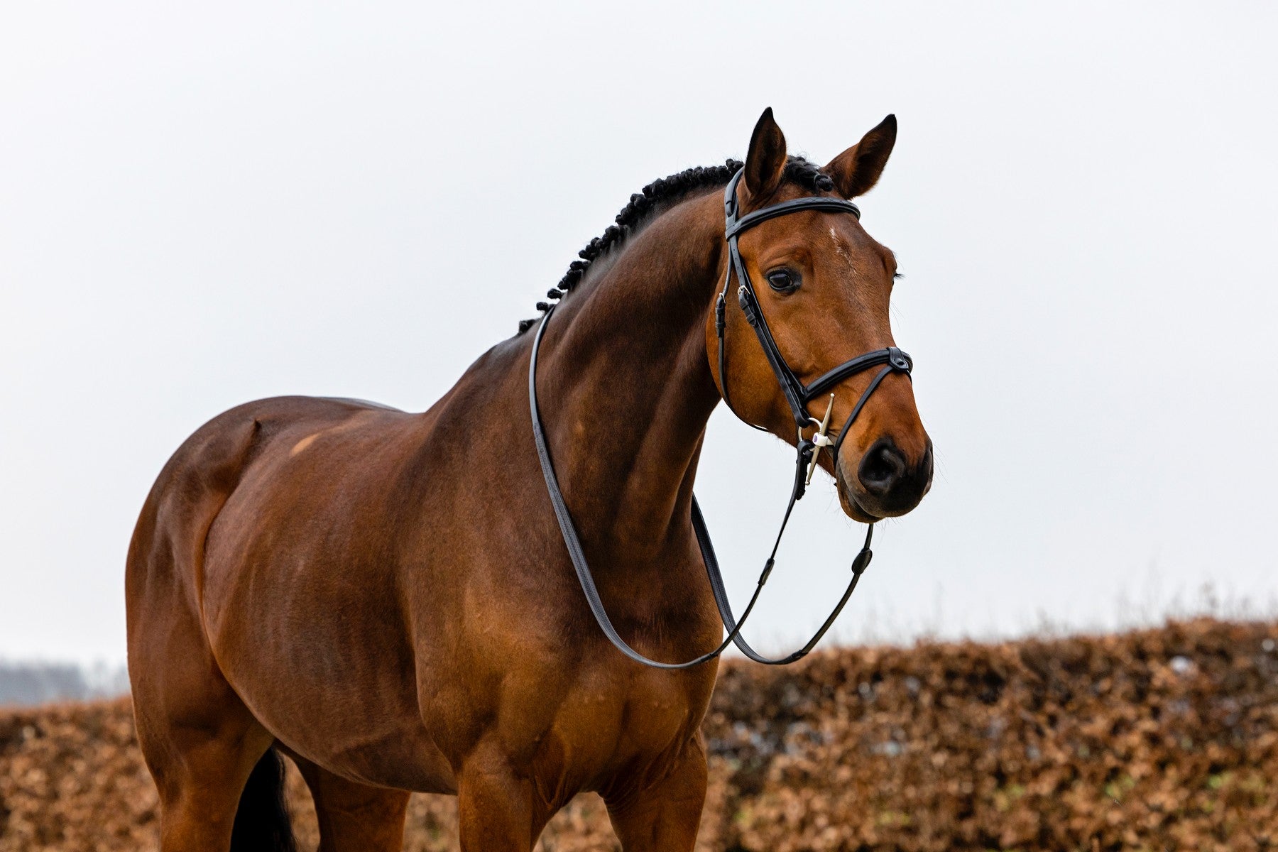 Trust Geneva Combinationned Noseband Bridle - Brown Silver