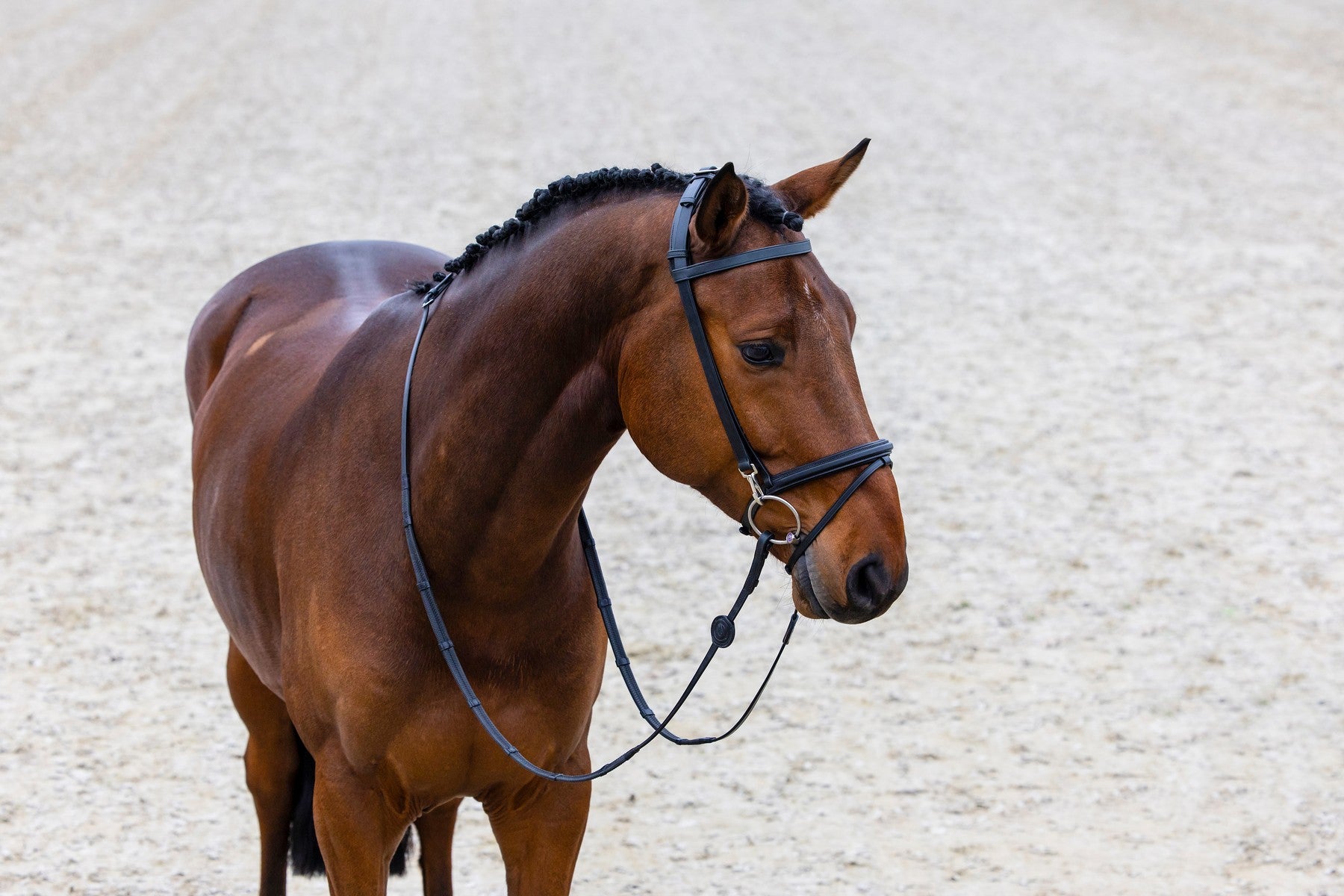 Trust Hamburg Training Bridle with Rubber Reins Black/Silver