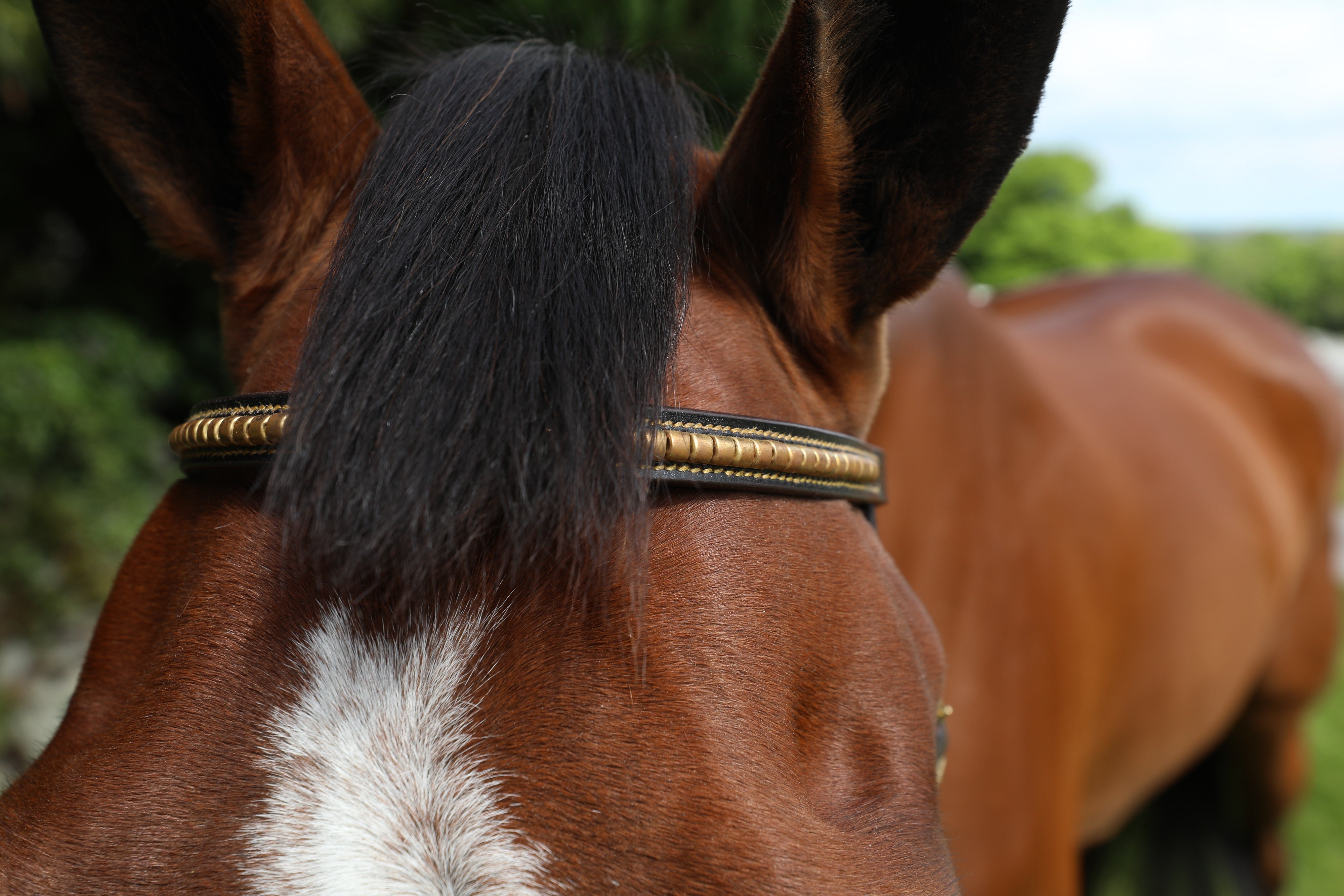 Breeze Up Inhand Bridle Showing