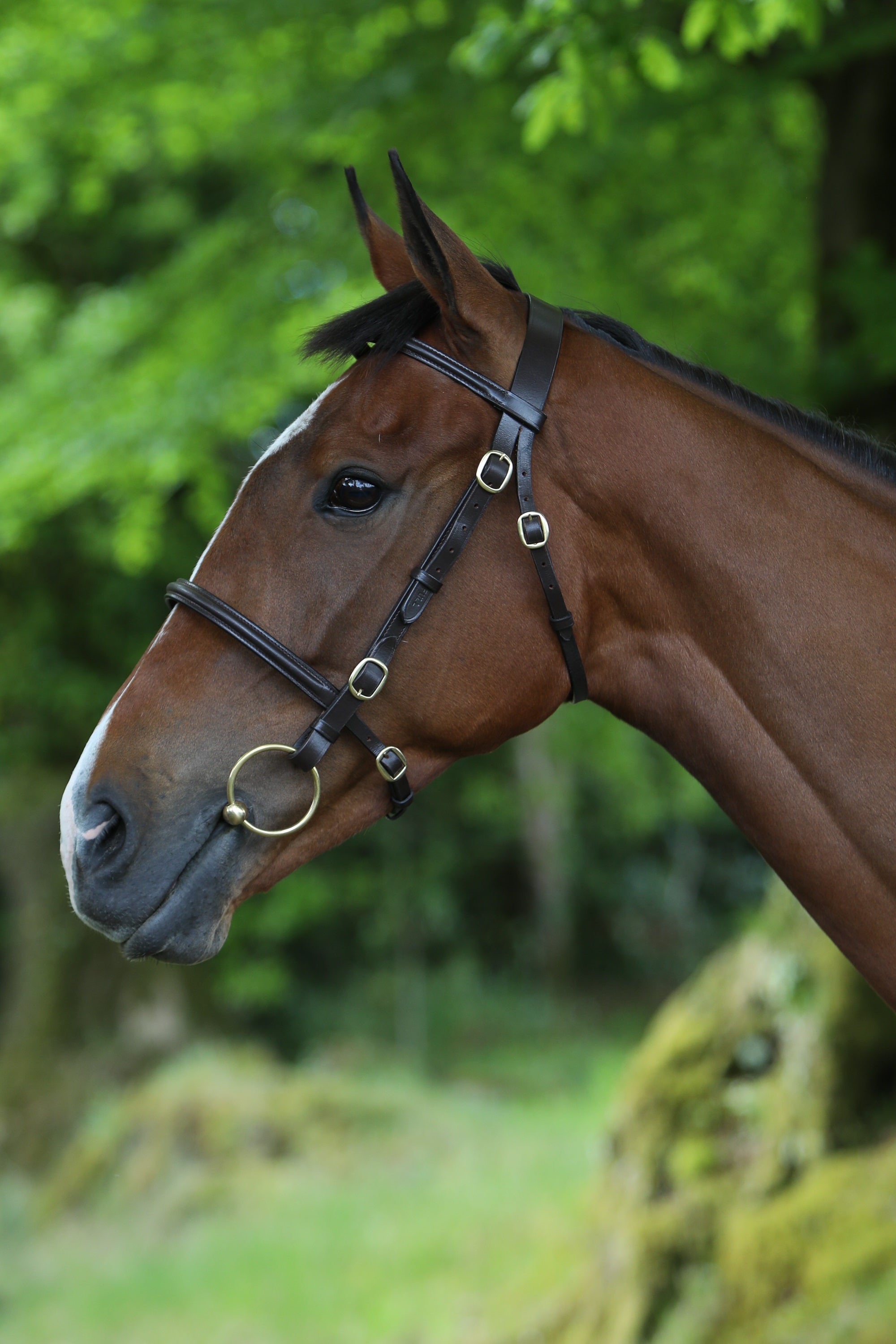 Breeze Up Inhand Bridle Showing