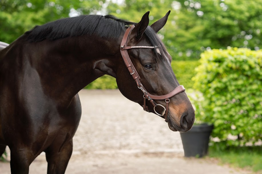 PresTeq FaySport 12-Point Anatomical Leather Bridle