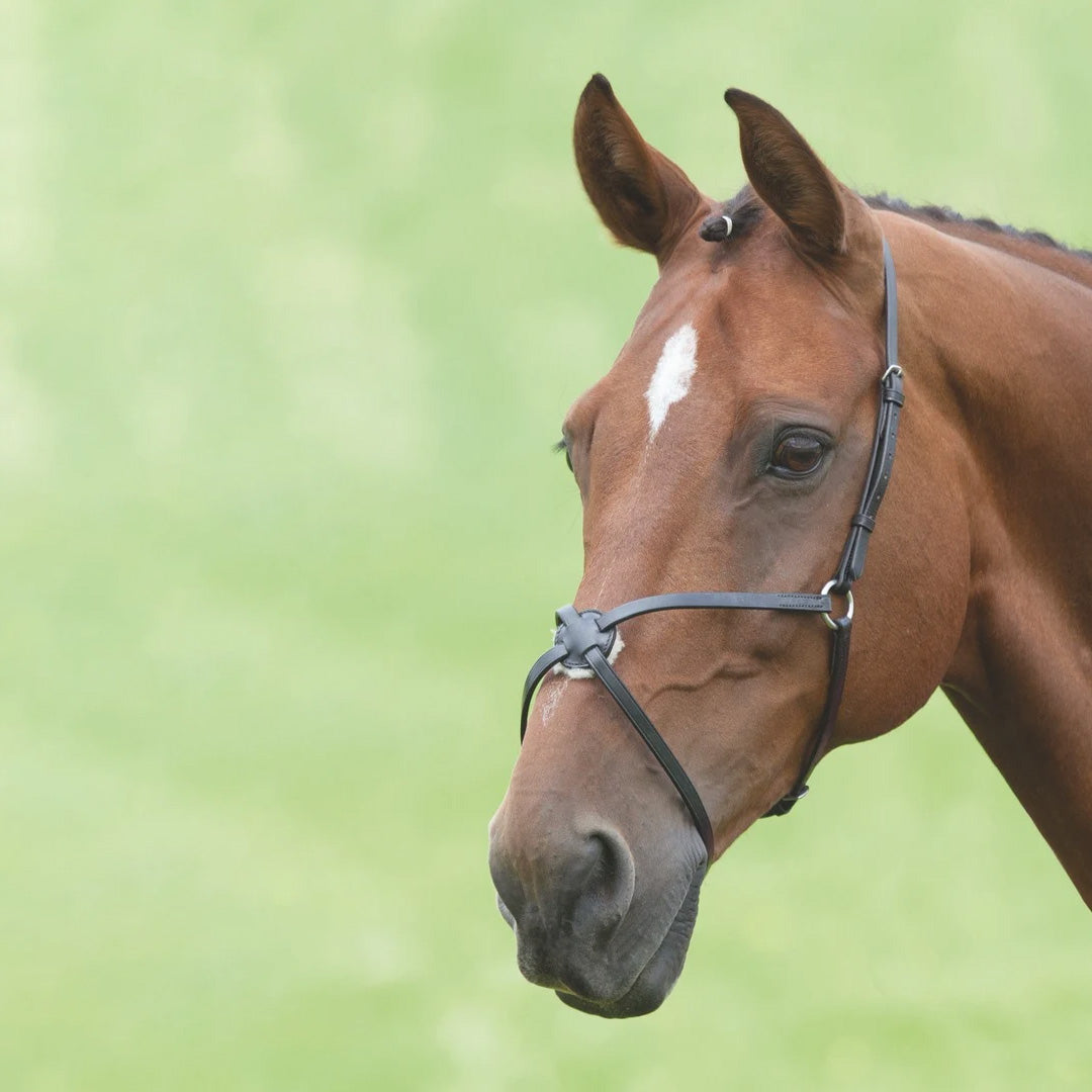 Turfmasters Mexican Noseband