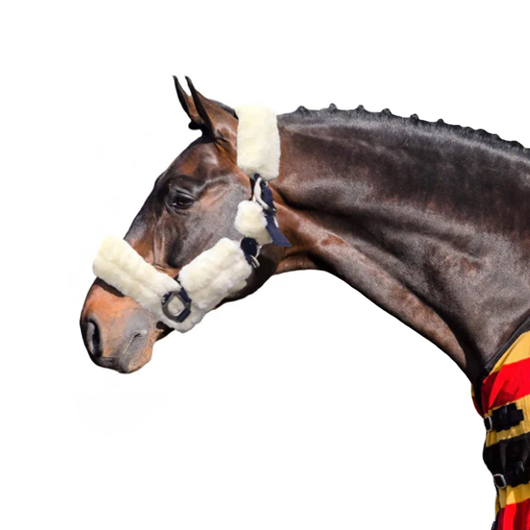 Turfmaster Teddy  Headcollar