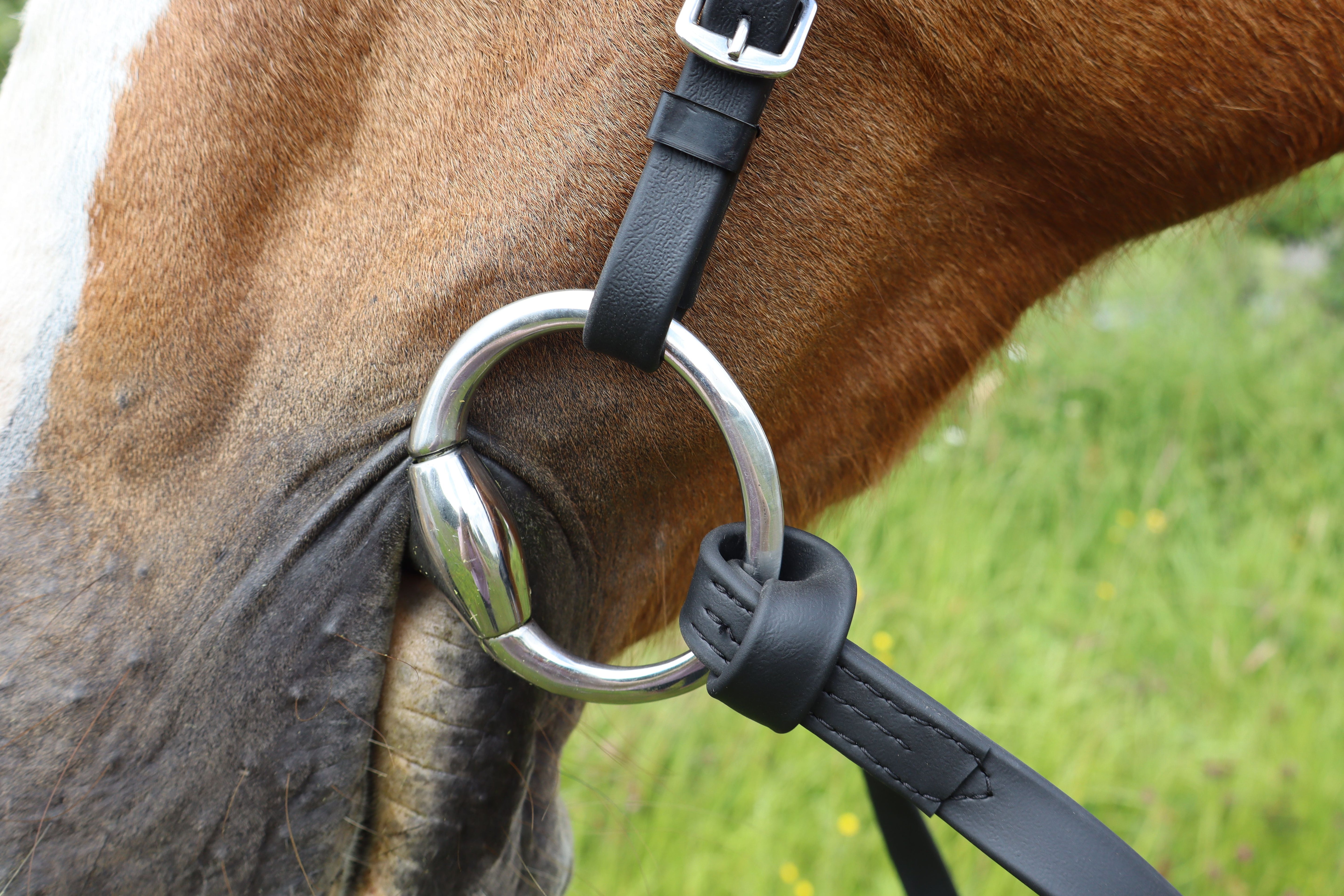 Turfmasters Biothane Racing Bridle - Black