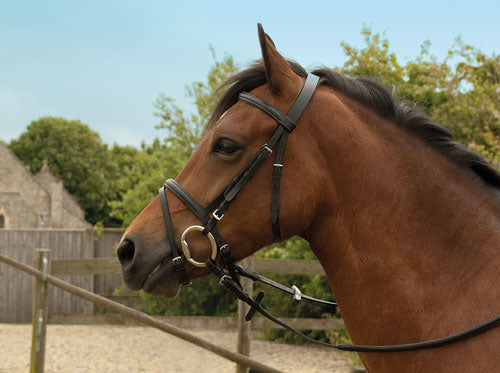 Windsor Flash Bridle