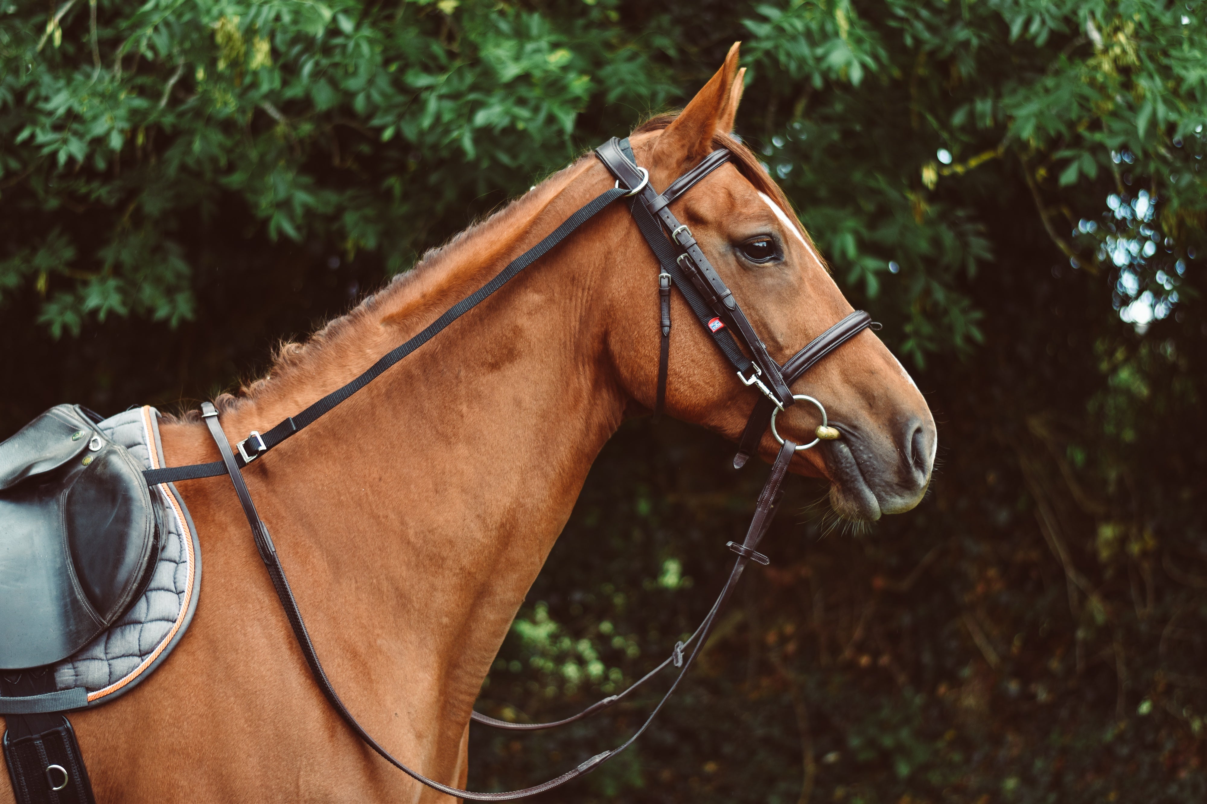 Mackies Anti-Grazing Reins
