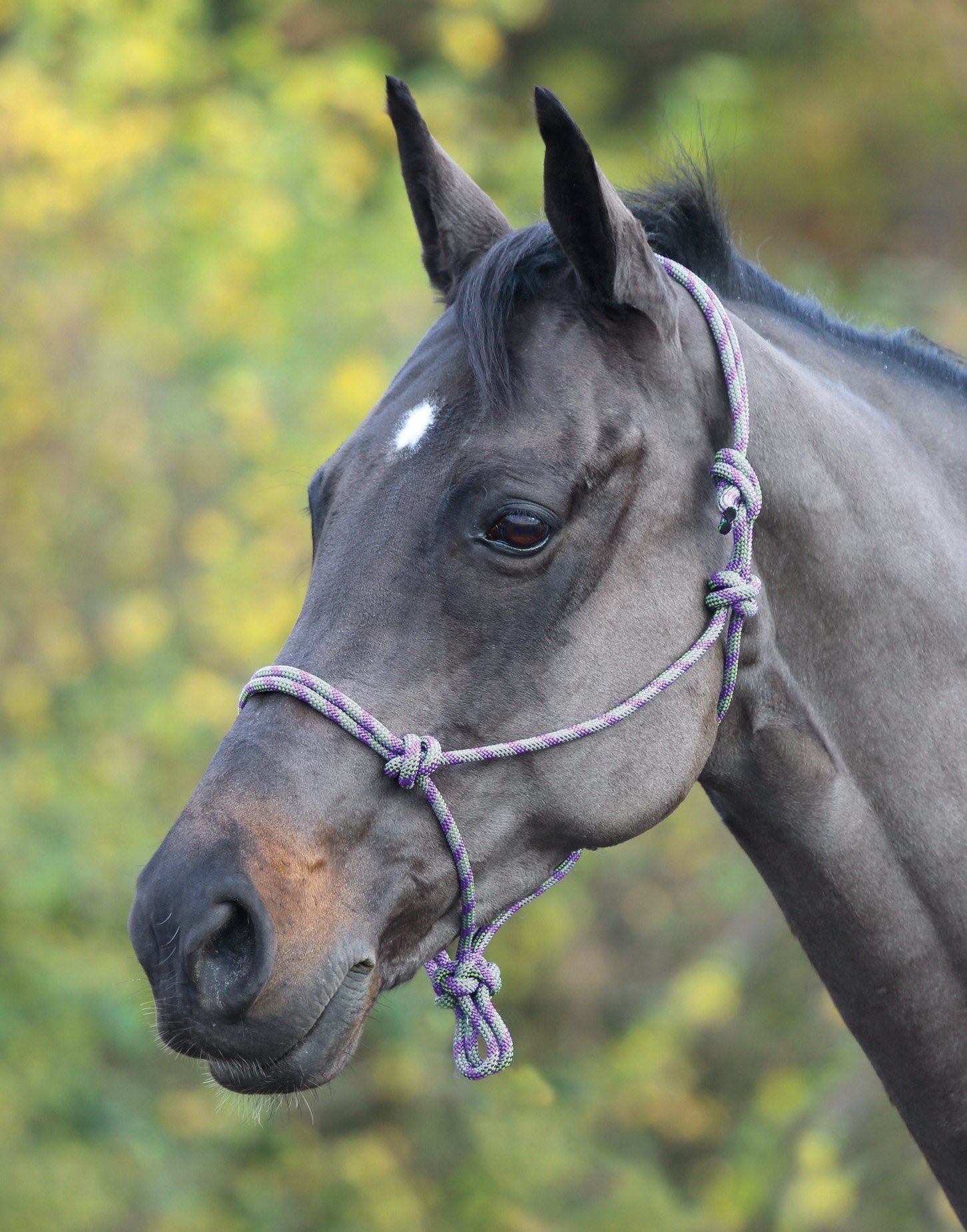 Shires Adjustable Rope Halter