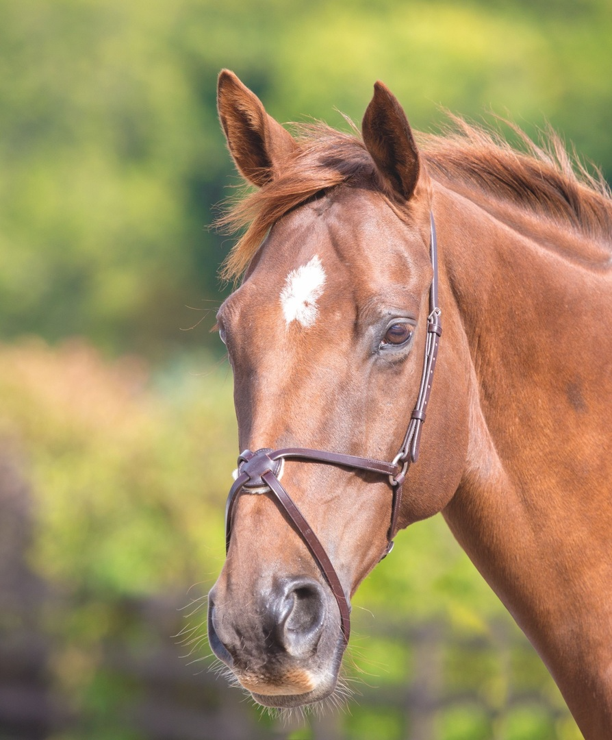 Turfmasters Mexican Noseband