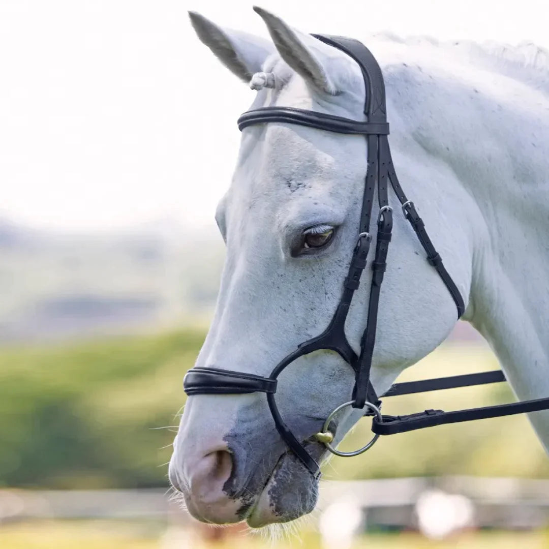 RAPIDA Rolled Padded Cavesson Bridle